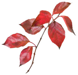 Wall Mural - Vibrant autumn red leaf branch