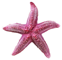 Poster - PNG Vibrant pink starfish on white