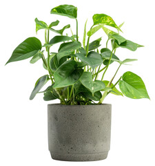 Poster - Lush green potted houseplant