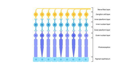 Poster - Retina structure poster