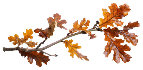 Canvas Print - Autumn oak leaves on branch