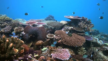 Wall Mural - Scuba diving above pristine coral reef - Colorful hard coral reef in the south Pacific