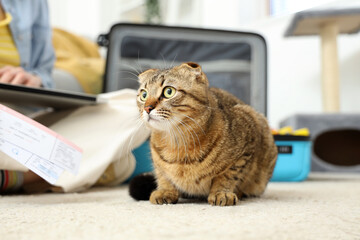 Wall Mural - Scottish fold cat and owner packing suitcase at home, closeup