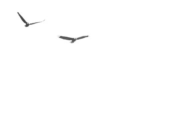 Silhouette of Two Bald Eagles Soaring in the Sky with Pure White Background - Black & White Photo with space for message, text, advertisement (filtered photo)