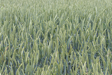 Wheat field, Early summer, Unripe grain, Ears of wheat