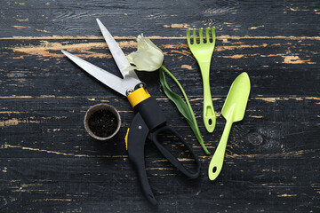 White tulip flower, scissors and rake with shovel on black wooden background. Top view