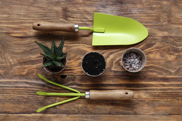 Wall Mural - Aloe vera, gardening tools and pots with soil and stones on wooden background. Top view