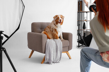 Wall Mural - Australian Shepherd dog on armchair in photo studio