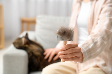 Wall Mural - Owner with brush and fluffy cat on couch at home, closeup