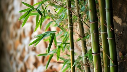 Wall Mural - The green bamboo and the stone wall complement each other, showing the harmonious beauty of nature.