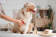 © Pixel-Shot - Woman trimming cute Australian Shepherd  dog's claws on couch in spa salon