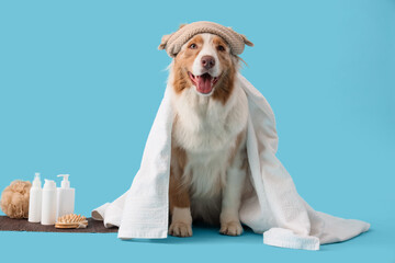 Wall Mural - Cute Australian Shepherd dog with towel, cosmetic products and massage brushes sitting on blue background