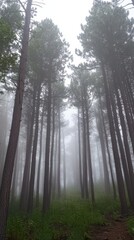 Sticker - A forest with a foggy sky and trees in the distance, AI