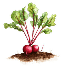 Wall Mural - Freshly harvested radishes with vibrant green leaves in rich soil, cut out - stock png.