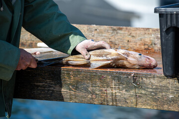 Fresh white fish and codfish are filleted and cleaned on a table in a restaurant. The chef prepares the fresh fish for the market. There are fillets, loins, heads, and bones from the large fresh fish