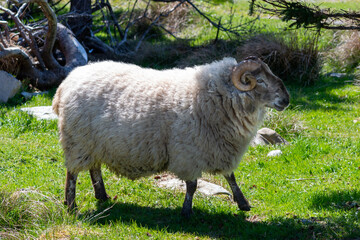 A large ram with a thick woolly fleece grazing in a lush green garden. The farmland has trees, grass, and large rocks on the farm. The animal has curved horns or shofar with a dark black face.  