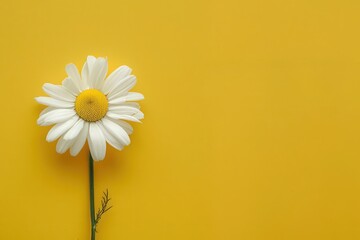 Poster - Light and bright chamomile flower banner with cheerful yellow background