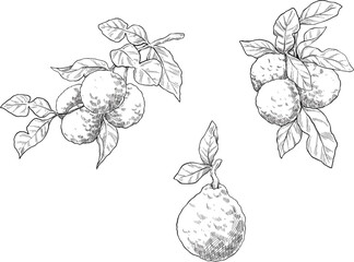 Bergamot fruit set line sketch illustration