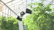 © BOJOShop - Efficient automated robot aiding in greenhouse cultivation operations for optimal productivity