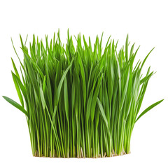 Wall Mural - PNG Fresh green grass growing in a healthy patch indoors during daytime