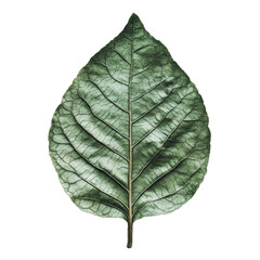 Wall Mural - PNG Detailed green leaf showcasing natural patterns and textures against a white background