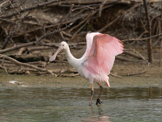 Wall Mural - Juvenile Roseate Spoonbill with Wings Extended Wading in Shallow Water