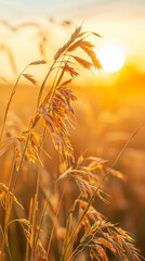 Wall Mural - oat plants in a field at sunset summer nature background