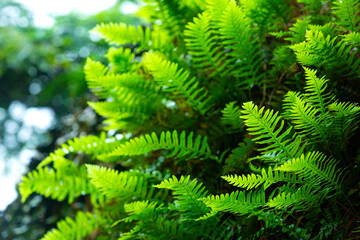 Poster - Polypody fern on a boulder in Sunapee, New Hampshire.