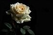 © Irfanan - Elegance in Monochrome. A white rose symbolizing purity and grace against a stark black backdrop.