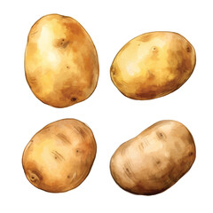 watercolor painting of potato four collection isolated