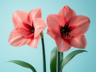 Sticker - Two Pink Amaryllis Flowers On A Blue Background