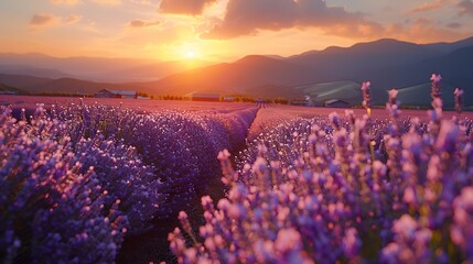 Poster - A breathtaking view of the lavender fields of Furano, Hokkaido, in full bloom, vibrant purple rows stretching into the distance, soft morning light casting gentle shadows,