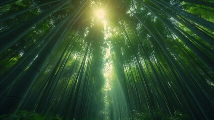 Poster - A tranquil image of Arashiyama Bamboo Grove, sunlight filtering through the tall bamboo stalks, creating a peaceful and serene atmosphere, soft green hues, detailed textures, hd quality, natural look.