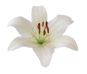 Wall Mural - White flower. Lily isolated on transparent background.