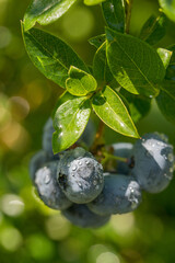 Wall Mural - Blueberry bush with large berries in the garden on a sunny day