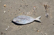 © Alessandro Grandini - Dead fish lying on the sand of a polluted beach