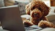 © Fotograf - A brown dog is sitting next to a laptop on a couch, ready for some downtime or perhaps learning from its owner