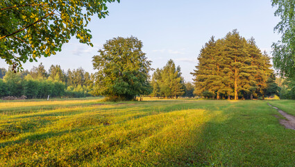 Wall Mural - a field of grass with trees in the background