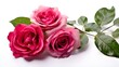 bouquet of roses