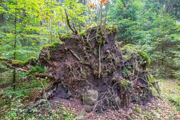 Poster - Windthrow tree in a forest