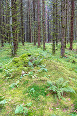 Poster - Stone cairn covered with green moss in a spruce forest