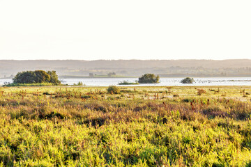 Canvas Print - Wetland by a lake in morning light