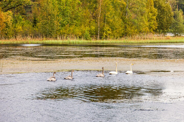 Poster - Whooper swan with young birds swimming in a forest lake