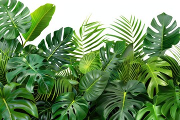 Aufkleber - Colorful tropical plants on a plain white surface