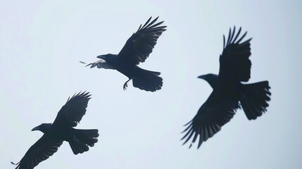 Wall Mural - A group of birds flying through the air, great for use in wildlife or nature scenes