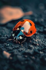 Canvas Print - A single ladybug sits on a dark background