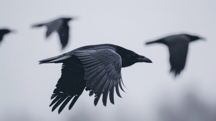 Poster - Birds flying through the air in unison