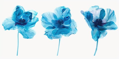 Aufkleber - Three blue flowers sit on a white surface, great for decoration or design inspiration