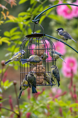 Wall Mural - A flock of blue tits on a  bird feeder in a Sussex garden, with selective focus