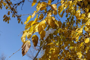 Poster - Cloudless blue sky and autumnal foliage of mulberry in October